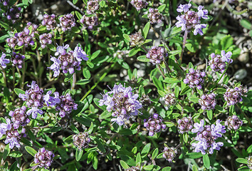 Image showing Flower thyme in the nature