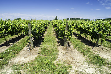 Image showing Green Vineyards 