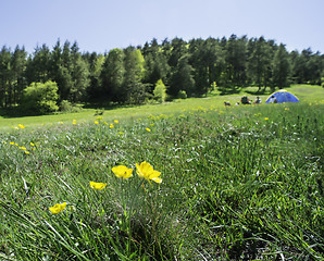 Image showing Green meadow in a forest and tent