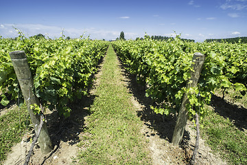 Image showing Green Vineyards 