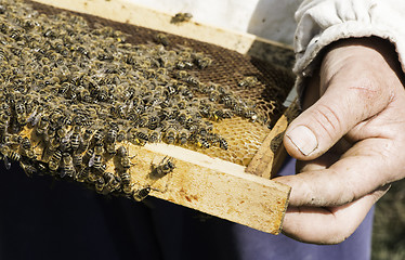 Image showing Close up honeycombs