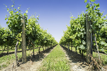 Image showing Green Vineyards 