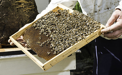 Image showing Beekeeper look honeycombs