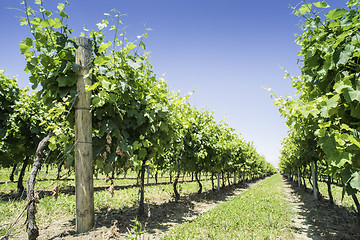 Image showing Green Vineyards 