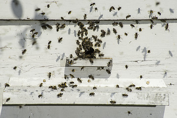 Image showing Bees entering the hive