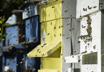 Image showing Swarm of bees fly to beehive