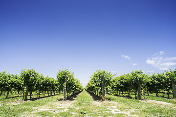 Image showing Green Vineyards 