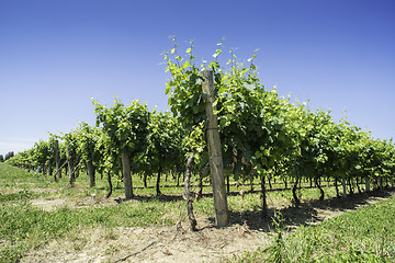 Image showing Green Vineyards 