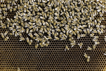 Image showing Close up honeycombs