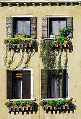 Image showing Venetian windows with flowers