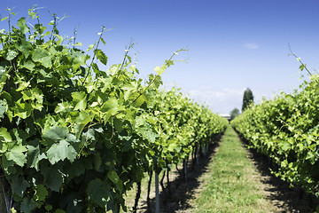 Image showing Green Vineyards 