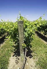 Image showing Green Vineyards 