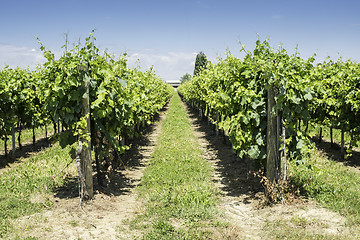 Image showing Green Vineyards 