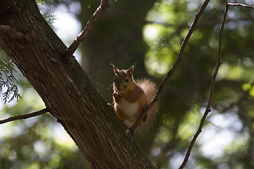 Image showing squirrel