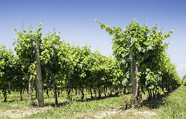 Image showing Green Vineyards 