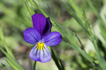 Image showing Violet flower and green leaves