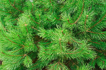 Image showing The branches of pine trees as a backdrop