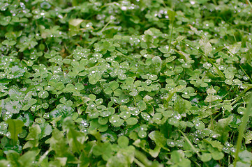 Image showing Clover leaves in rain drops