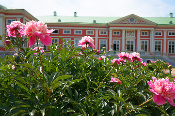 Image showing Peonies front of the palace (Kuskovo Estate near Moscow)