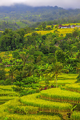 Image showing Rice Terrace