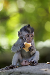 Image showing Long-tailed Macaque Monkey