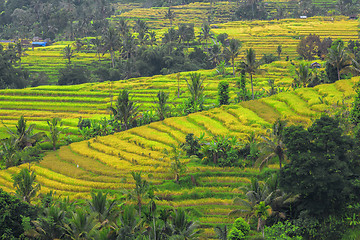 Image showing Rice Terrace