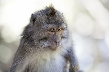 Image showing Long-tailed Macaque Monkey