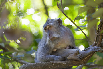 Image showing Long-tailed Macaque Monkey