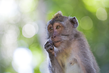 Image showing Long-tailed Macaque Monkey