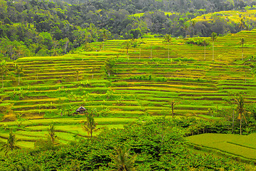 Image showing Rice Terrace