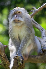 Image showing Long-tailed Macaque Monkey