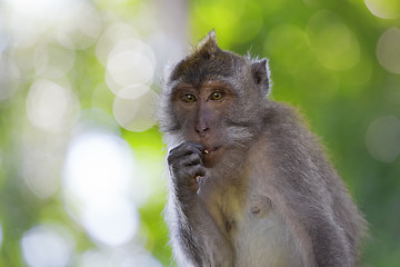 Image showing Long-tailed Macaque Monkey