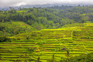 Image showing Rice Terrace