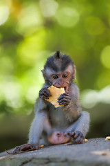 Image showing Long-tailed Macaque Monkey