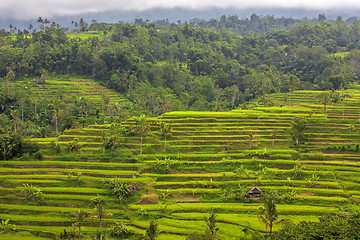 Image showing Rice Terrace