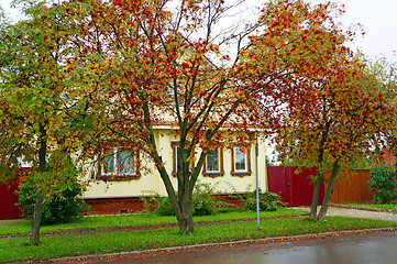 Image showing Rowan bushes in front of the yellow house in the Russian village