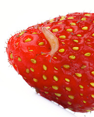 Image showing Fruit Snail