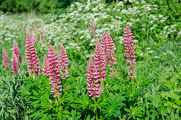 Image showing beautiful pink lupine on green summer meadow 