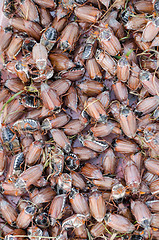 Image showing big pile of brown cockchafer chafer 