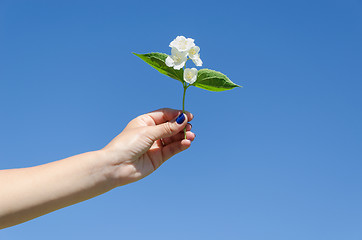 Image showing jasmine twig in female hand on blue sky background 