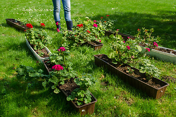 Image showing pelargonium pots garden meadow and gardener boots  