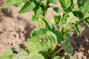 Image showing two striped colorado beetles on potato plant leaf 
