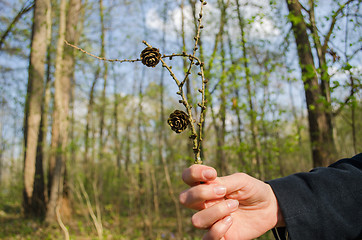 Image showing woman holds in hand dry pine branch with cones 