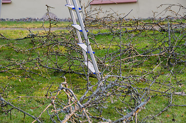 Image showing ladder stand between cut dry branches, garden work 