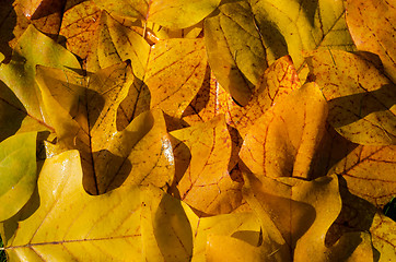 Image showing background of bright yellow wet tuliptree leaves  