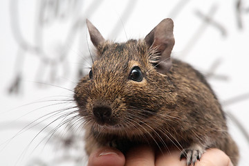 Image showing degu pet