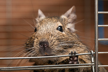 Image showing degu pet