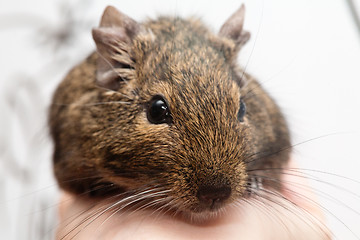 Image showing degu pet