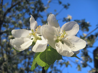 Image showing apple blossom flowers