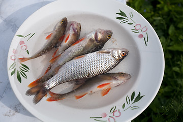 Image showing small raw fish